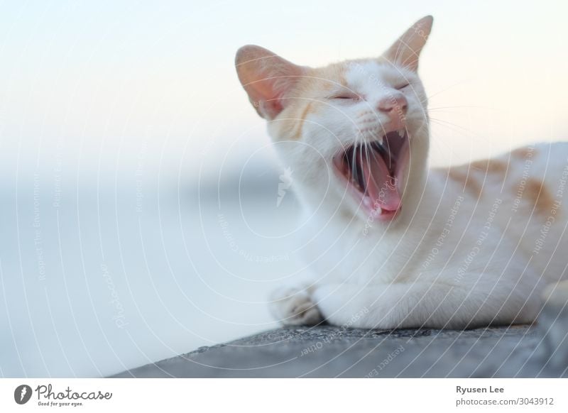 Eine Katze will schlafen. Haustier 1 Tier Erschöpfung Leben Irrläufer Farbfoto Außenaufnahme Menschenleer Hintergrund neutral Abend Sonnenaufgang