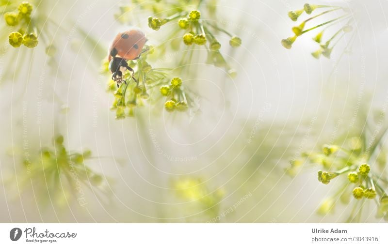 Marienkäfer in Dillblüten Design Wellness harmonisch Wohlgefühl Meditation Spa Feste & Feiern Geburtstag Umwelt Natur Pflanze Tier Sommer Blüte Nutzpflanze