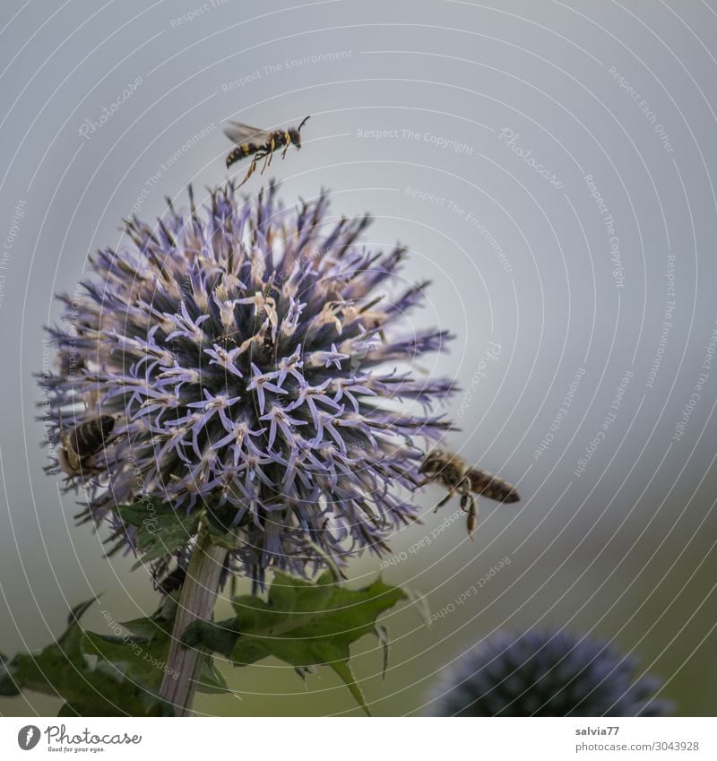 Bienenmagnet Kugeldistel Umwelt Natur Pflanze Sommer Blume Blüte Distel Garten Tier Flügel Honigbiene Insekt 3 Blühend Duft fliegen Spitze stachelig Farbfoto