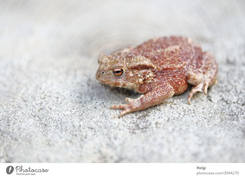 Nahaufnahme einer jungen Kröte, die auf einem Stein sitzt Natur Tier Wildtier 1 Blick sitzen warten einzigartig klein natürlich braun grau Leben Farbfoto