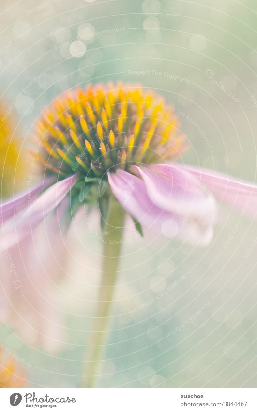 blümchenfoto Blume Blüte Blütenblatt Wiese Außenaufnahme Frühling Wärme Warmherzigkeit Jahreszeiten Sommer Sonnenstrahlen Schönes Wetter Garten Park Umwelt