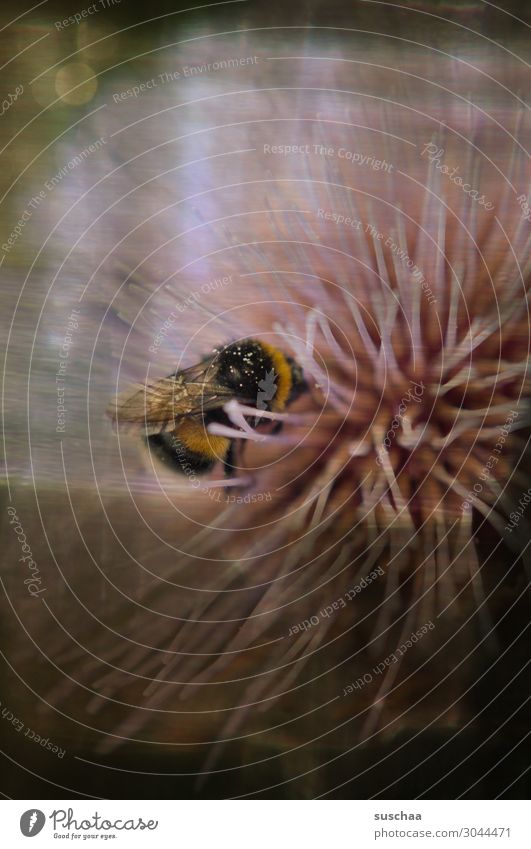 bienchen und blümchen Natur Blume Biene Duft dunkel Pflanze schön Wellness Gesundheit Seele Meditation Romantik Traurigkeit Retro-optik Honig fleißig