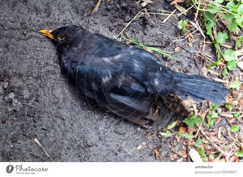 Tote Amsel Lebewesen Drossel Menschenleer Seuche Vogel Singvögel Tod Textfreiraum usutu Virus vogelseuche vogelvirus Leben Ende