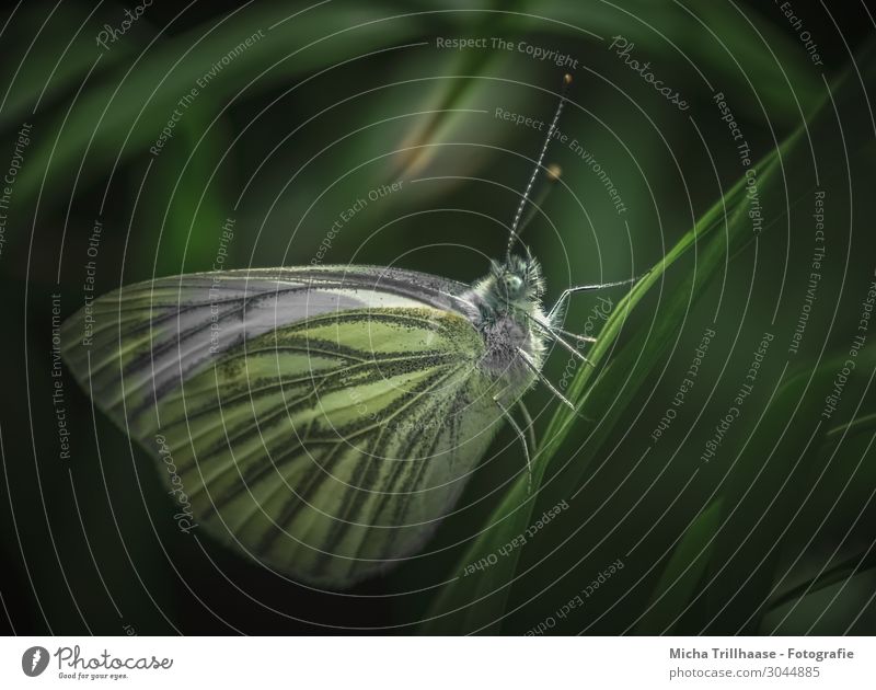 Schmetterling in der Dämmerung Natur Tier Sonnenlicht Schönes Wetter Pflanze Gras Blatt Wiese Wildtier Tiergesicht Flügel Baumweißling Kopf Auge Fühler Beine