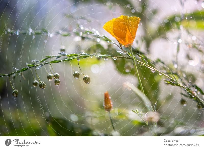 Es regnet heute Natur Pflanze Wassertropfen Sommer Klima schlechtes Wetter Regen Blume Blatt Blüte Nutzpflanze Wildpflanze Mohnblüte Lein Leinsamen