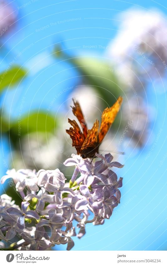 schönheit Pflanze Tier Frühling Sommer Schönes Wetter Blüte Garten Park Wildtier Schmetterling 1 sitzen ästhetisch klein natürlich Gelassenheit ruhig Natur