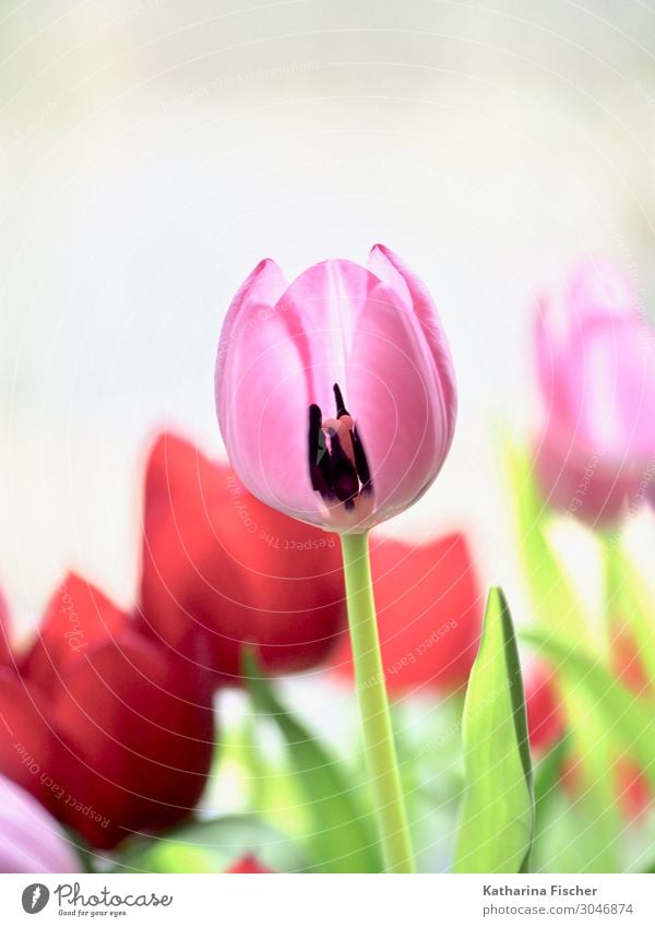 Tulpe rosa rot Pflanze Frühling Sommer Herbst Blume Blumenstrauß Blühend Fröhlichkeit grün weiß Tulpenblüte Tulpenknospe Dekoration & Verzierung Farbfoto