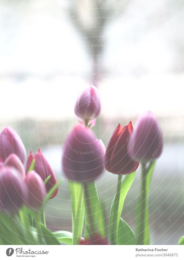 Tulpen rosa rot Natur Pflanze Frühling Sommer Herbst Blume Blumenstrauß Blühend leuchten grün weiß Tulpenknospe Farbfoto Innenaufnahme Menschenleer Tag