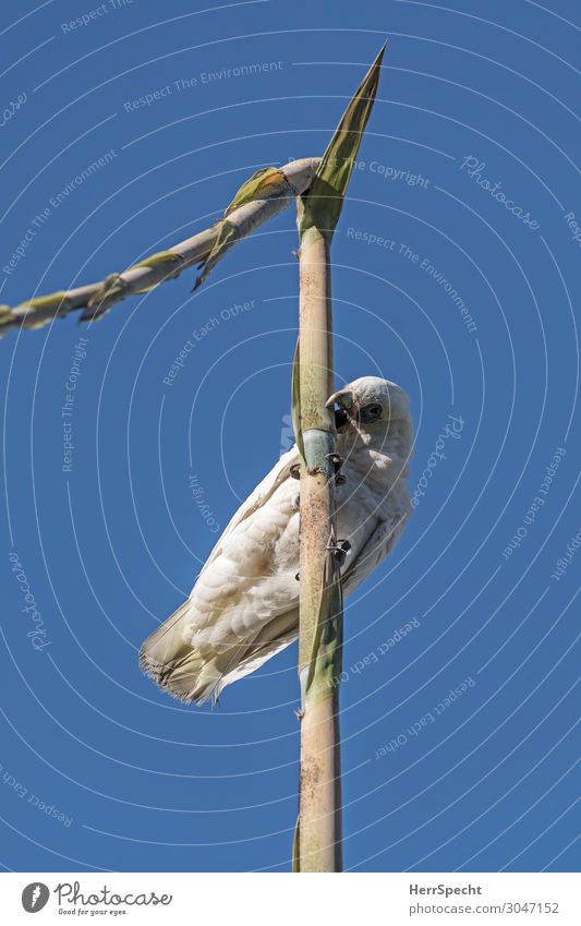 Kakaich oder Kakadu Umwelt Natur Himmel Wolkenloser Himmel Sommer Schönes Wetter Pflanze Grünpflanze Tier Wildtier Vogel Tiergesicht Flügel 1 Freundlichkeit