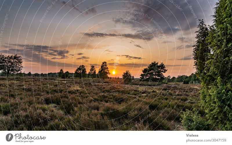 Lüneburger Heide Ferien & Urlaub & Reisen Tourismus Ausflug Sightseeing Sommer Sommerurlaub Sonne wandern Umwelt Landschaft Sonnenaufgang Sonnenuntergang