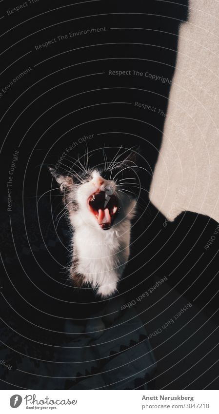 YAWN Tier Haustier Katze 1 ästhetisch Freude gähnen Schnurrhaar Zunge Katzenbaby Farbfoto Innenaufnahme Abend Schatten Kontrast Sonnenstrahlen Tierporträt