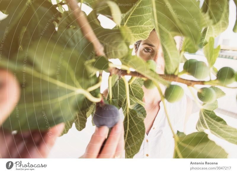 Feigen Zeit Gemüse Lifestyle Sommer Garten Arbeit & Erwerbstätigkeit Mensch Frau Erwachsene Pflanze Baum Blatt Bekleidung frisch sammelnd unausgereift