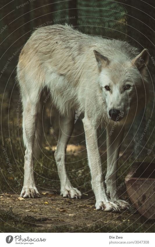 Wolf Tier Erde Wildtier 1 Aggression natürlich Gefühle Tierliebe ruhig Stolz Interesse beobachten Farbfoto Gedeckte Farben Außenaufnahme Menschenleer Dämmerung