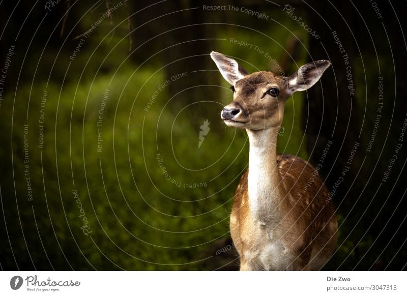 Bambi Natur Tier Wildtier Zoo Reh 1 Gefühle Euphorie Tapferkeit Willensstärke Vertrauen Geborgenheit Sympathie Tierliebe klug Wald Farbfoto Außenaufnahme