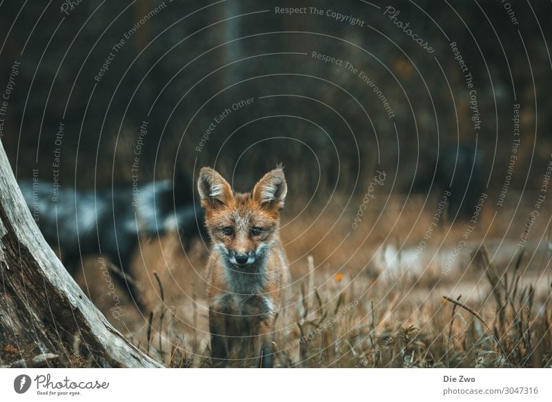 kleiner Fuchs Natur Tier Wildtier 2 Tierjunges ästhetisch frech listig klug Abenteuer Lebensfreude Interesse Erkundung Farbfoto Gedeckte Farben Außenaufnahme