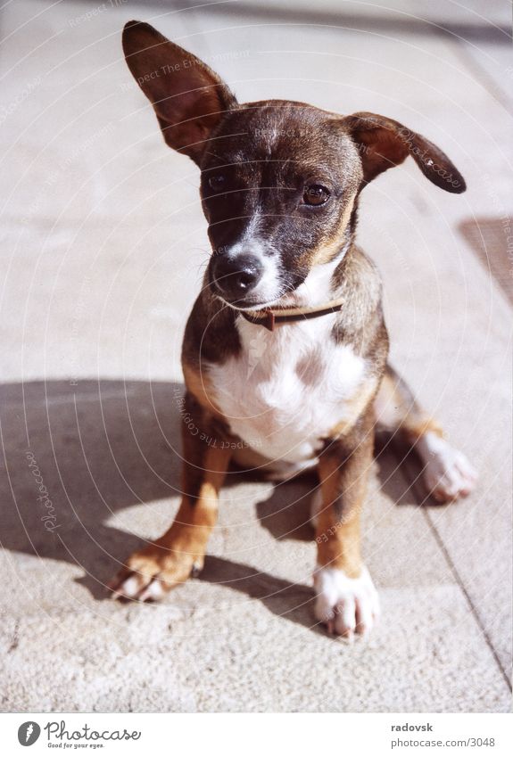 Schlappohr Hund Treue Schnauze klein Ohr