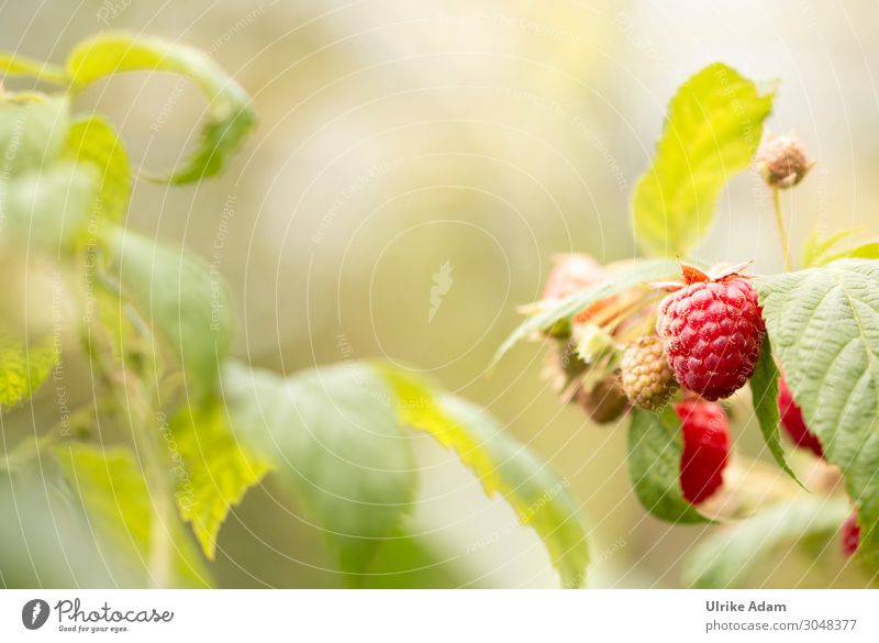 Himbeerzauber Lebensmittel Frucht Gesunde Ernährung Wellness Umwelt Natur Sommer Herbst Pflanze Sträucher Blatt Nutzpflanze Himbeeren Beerensträucher Beerenobst