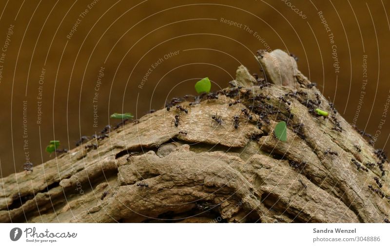 Blattschneiderameisen Tier Ameise Insekt nützlich Tiergruppe tragen Farbfoto Menschenleer Hintergrund neutral Tag Zentralperspektive