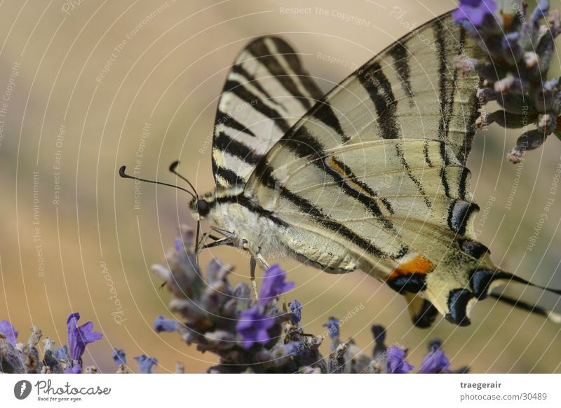 Süß ist das Leben Schmetterling Blüte Stillleben Makroaufnahme Zufall Natur Macroaufnahme