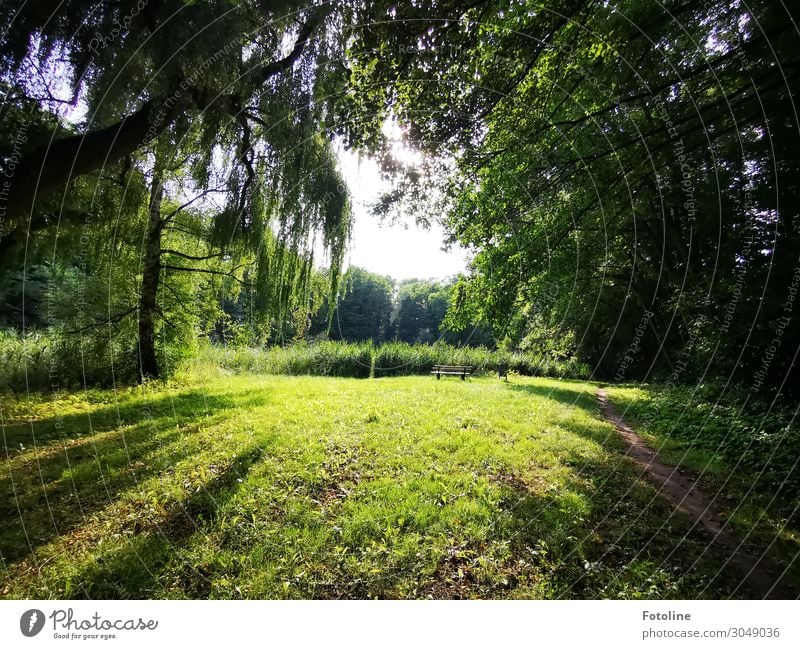 Schöne Ecken... Umwelt Natur Landschaft Pflanze Urelemente Erde Himmel Sommer Baum Gras Grünpflanze Wildpflanze Garten Park Wiese Wald hell natürlich grün