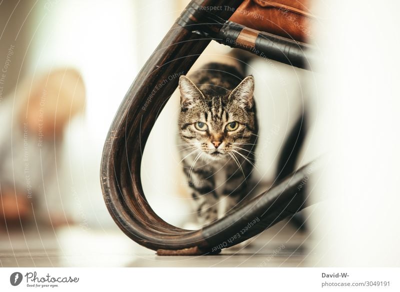 Miau Wohlgefühl Zufriedenheit ruhig Häusliches Leben Wohnung Haus Mensch maskulin feminin Kind Kleinkind Kindheit 1 Tier Haustier Katze Tiergesicht Fell