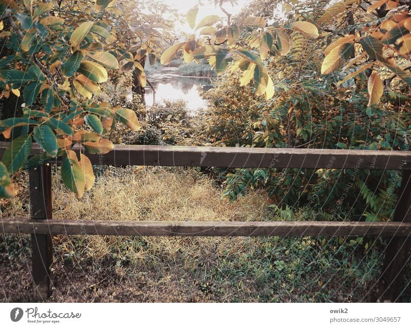 Gelände/r Umwelt Natur Landschaft Pflanze Sommer Schönes Wetter Baum Gras Sträucher Blatt Wildpflanze See natürlich ruhig Idylle Schutz Sicherheit friedlich