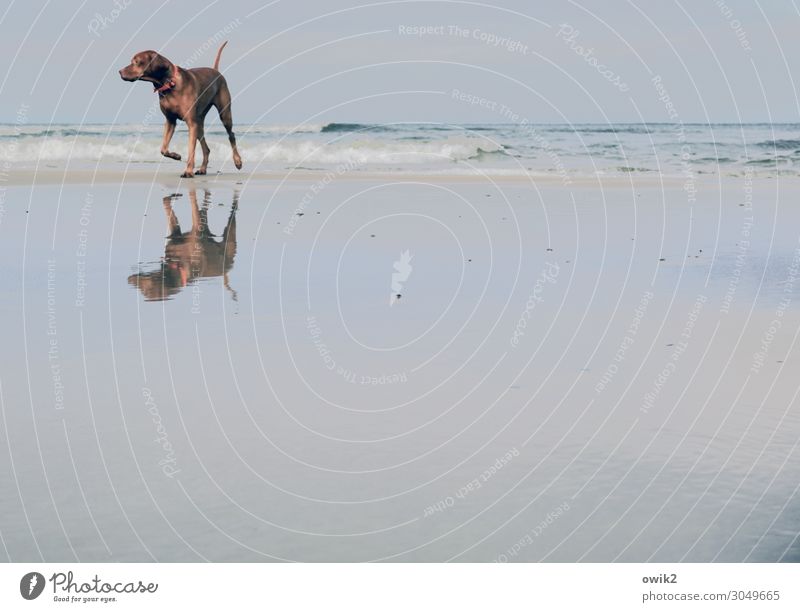 Diva Umwelt Natur Landschaft Tier Sand Luft Wasser Himmel Horizont Schönes Wetter Wellen Küste Strand Ostsee Hund 1 beobachten Bewegung laufen Blick frei