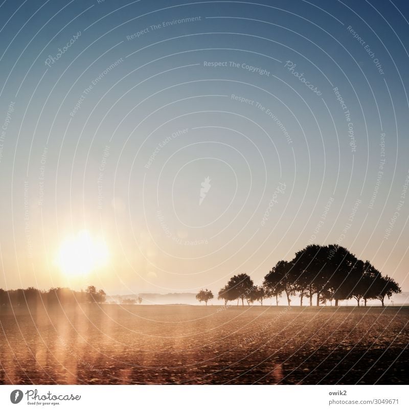 Immer weiter Umwelt Natur Landschaft Erde Wolkenloser Himmel Horizont Sonne Herbst Schönes Wetter Baum Feld Verkehr Verkehrswege Straße leuchten glänzend hell