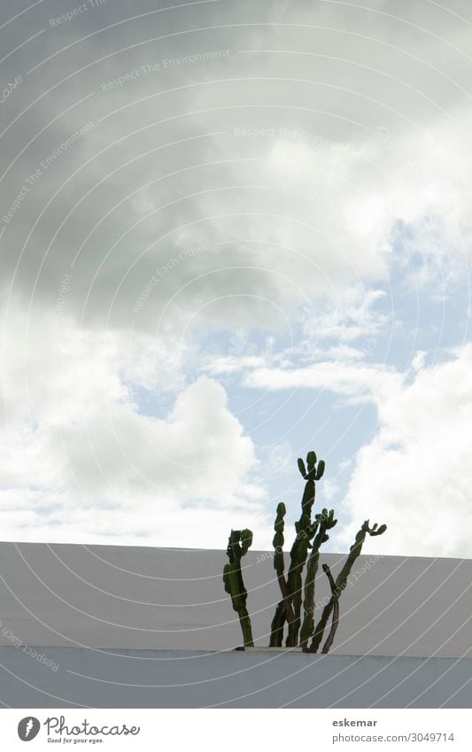 casa blanca Haus Himmel Wolken schlechtes Wetter Kaktus Formentera Balearen Bauwerk Gebäude Architektur bedrohlich trist grau weiß Hintergrundbild Spanien