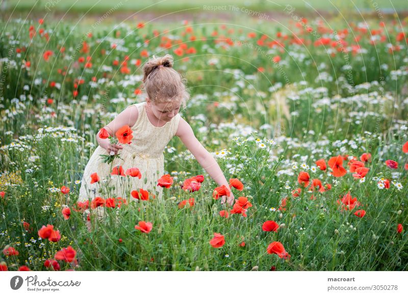 Mohnblüte Mohnfeld Kind Mädchen Sommer Frühling weiß Kleid Frau feminin stehen Natur natürlich Geruch Blume Klatschmohn Duft Freude Fröhlichkeit