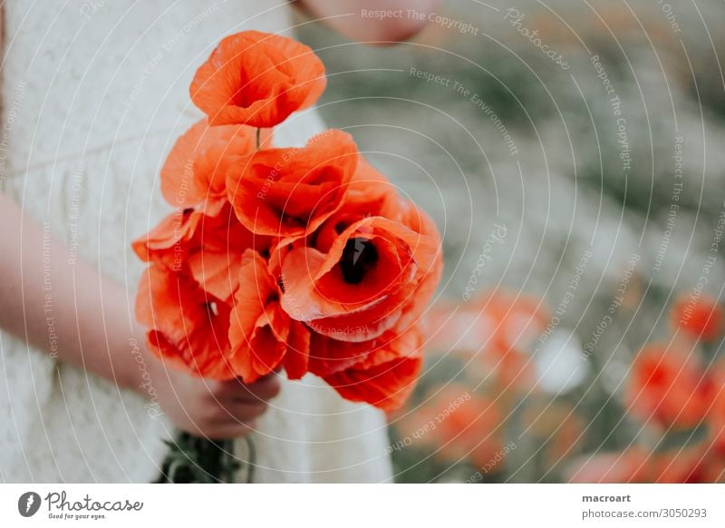 Kind hält Mohnblume Mohnfeld Mohnblüte Mädchen Sommer Frühling weiß Kleid Frau feminin stehen Natur natürlich Geruch Blume Klatschmohn Duft Freude Fröhlichkeit