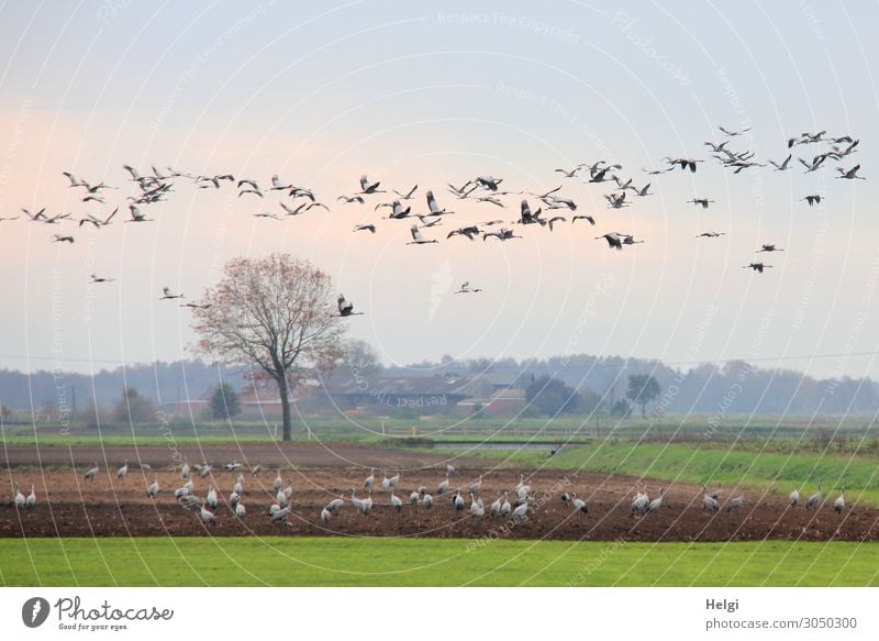 Landschaft mit vielen Kranichen auf dem Feld und in der Luft Umwelt Natur Pflanze Tier Himmel Herbst Baum Gras Wildpflanze Vogel Schwarm fliegen Fressen stehen