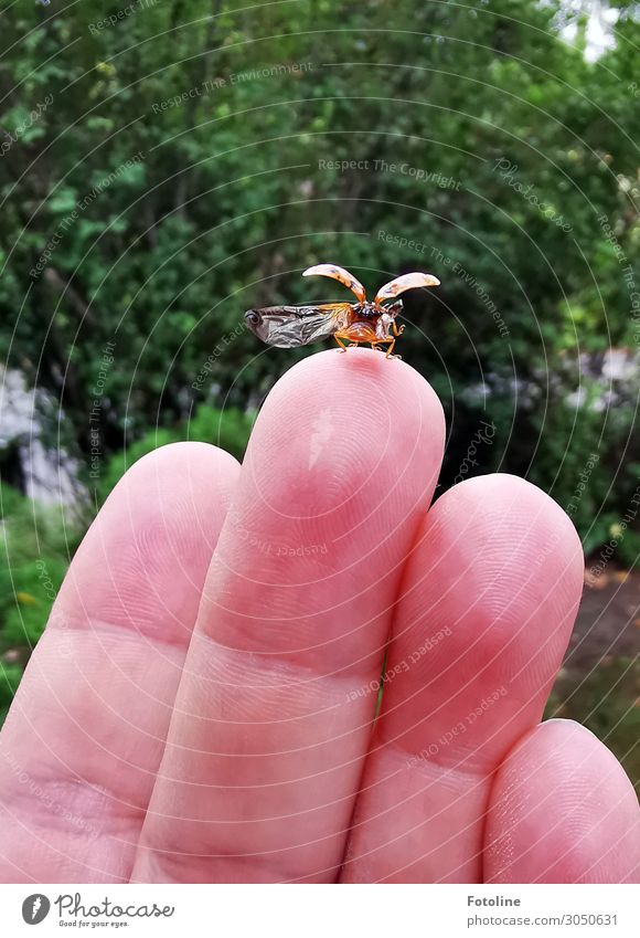 Starterlaubnis erteilt Mensch feminin Haut Hand Finger Umwelt Natur Pflanze Tier Sommer Sträucher Garten Park Käfer Flügel 1 frei klein natürlich fliegen