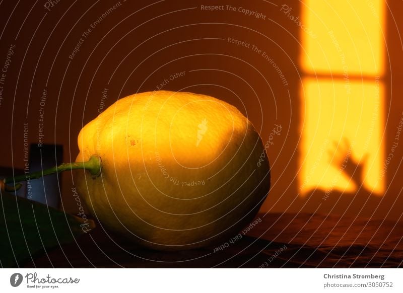 Stillleben mit Zitrone Lebensmittel Frucht Ernährung Esstisch sauer zitronengelb Zitronenschale yellow Sonnenlicht Licht Lichtspiel Lichtschein Schattenspiel