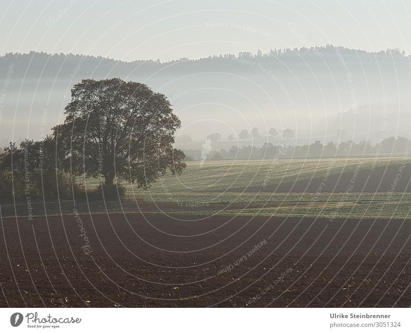 Herbstmorgen Umwelt Natur Landschaft Pflanze Erde Himmel Nebel Baum Feld Wald natürlich Wandel & Veränderung herbstlich Nebelschleier Nebelwald ruhig unklar