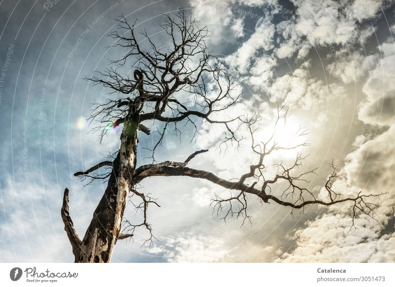 Vergänglich Natur Himmel Wolken Klima Klimawandel Wetter Schönes Wetter Baum Ast Holz Totholz Wald dehydrieren alt hoch kaputt Krankheit trocken blau braun gold