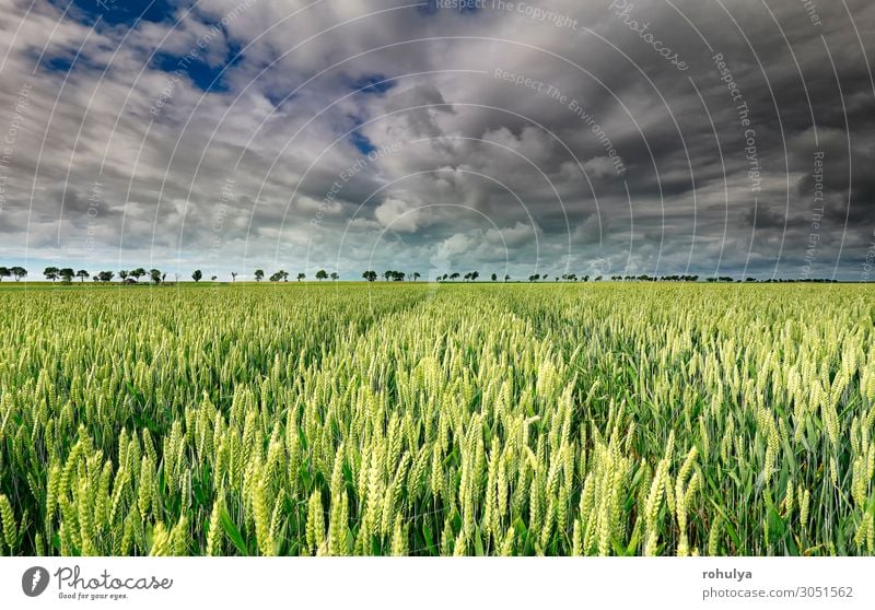 Weizenfeld und schöner Himmel an sonnigen Tagen Brot Sommer Umwelt Natur Landschaft Erde Wolken Gewitterwolken Horizont Unwetter Sturm Baum Wiese Feld natürlich