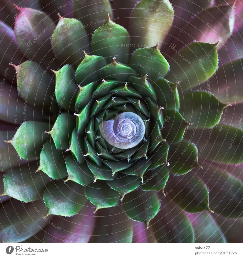 Mandala Umwelt Natur Pflanze Blatt Wildpflanze Fetthenne Sempervivum Crassula Topfpflanze Garten Schnecke Schneckenhaus rund Spitze Symmetrie