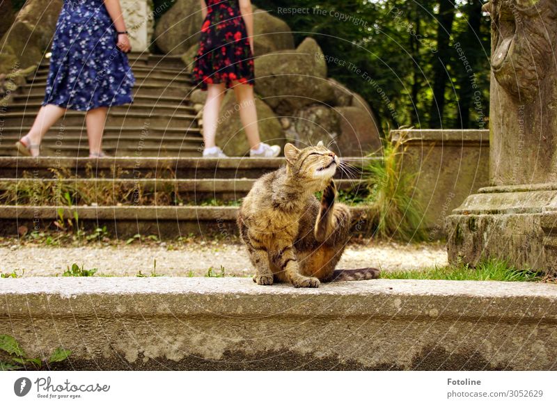 Es juckt! Mensch feminin Mädchen Schwester Jugendliche Beine 2 13-18 Jahre Umwelt Natur Pflanze Tier Sommer Baum Gras Park Haustier Katze Fell Wärme weich Kleid