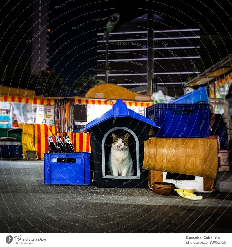 Marktmieze... Tier Stadt Stadtzentrum Stadtrand Fußgängerzone Haustier Katze 1 dunkel niedlich schön Zufriedenheit Tierliebe Einsamkeit Hütte Nachtmarkt