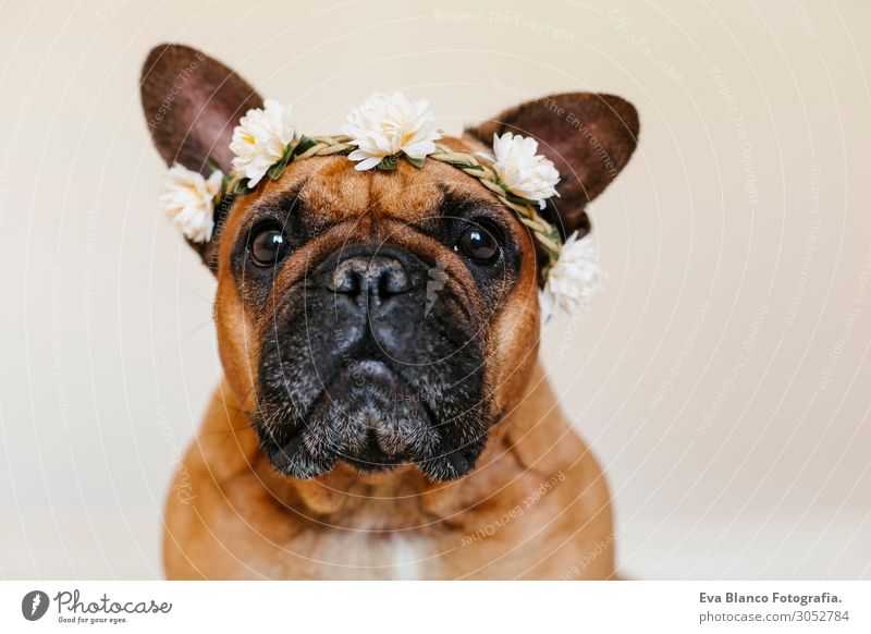 süsse braune französische Bulldogge zu Hause mit einem Blumenkranz Lifestyle Stil Glück schön Erholung Freizeit & Hobby Tier Frühling Sommer Haustier Hund 1