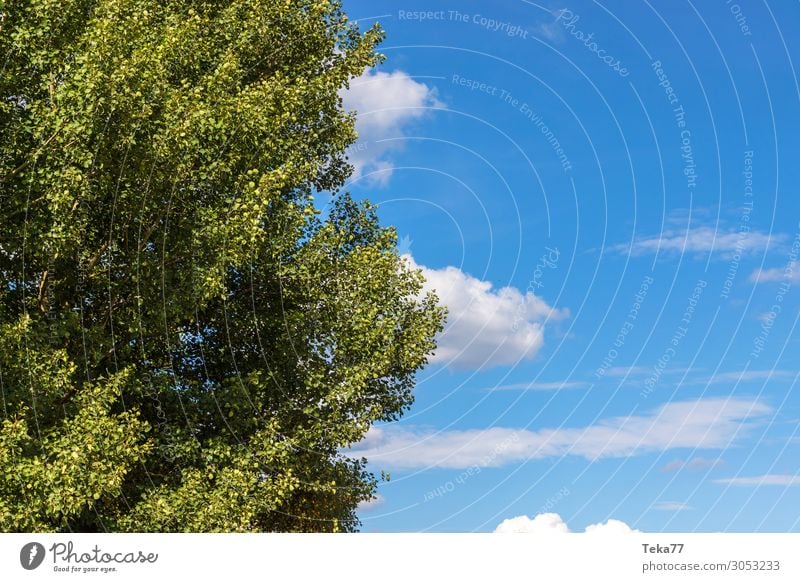 Baum und Himmel Umwelt Natur Landschaft Klimawandel Wetter Schönes Wetter ästhetisch Farbfoto Gedeckte Farben Tag