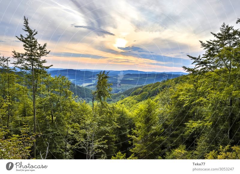 Abendwaldland Umwelt Natur Landschaft Pflanze Wald Hügel Berge u. Gebirge ästhetisch waldberge Siegerland Farbfoto Gedeckte Farben Außenaufnahme Menschenleer