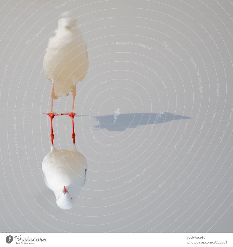 silver gull triple Pazifikstrand Wildtier Silbermöwe außergewöhnlich komplex Perspektive Surrealismus Symmetrie Schattenspiel Reaktionen u. Effekte Sonnenstand