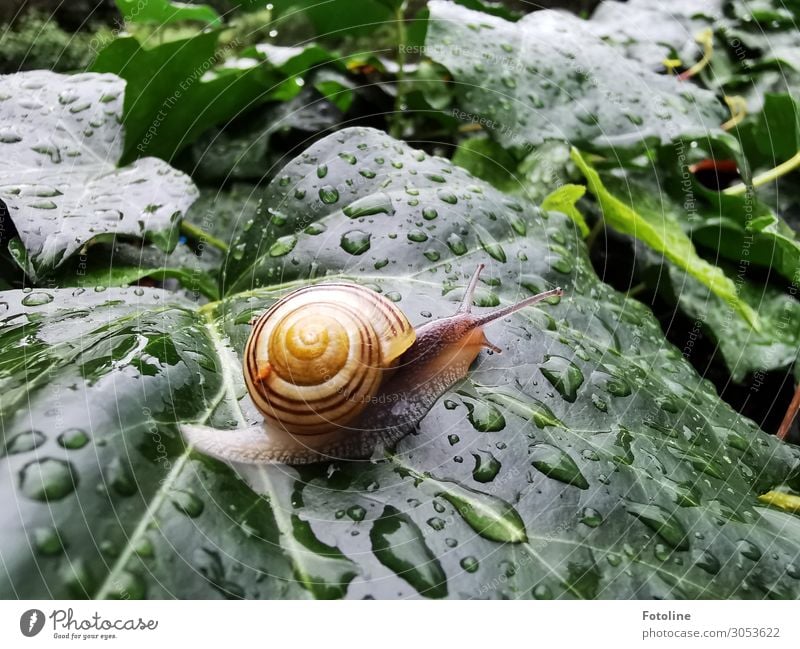 Schneckentempo Umwelt Natur Pflanze Tier Urelemente Wasser Wassertropfen Sommer Regen Efeu Blatt Garten 1 frei klein nass natürlich braun grün orange