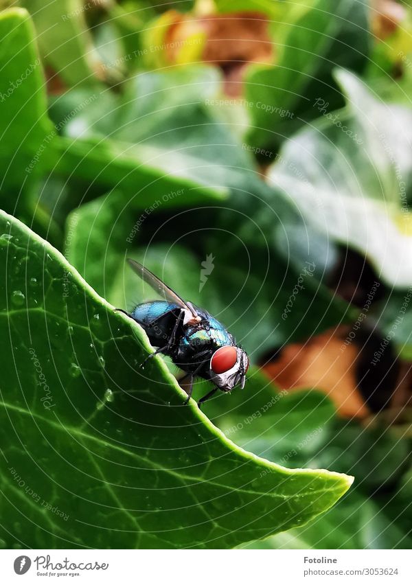 Schmeißfliege Umwelt Natur Pflanze Sommer Efeu Grünpflanze Garten Park Tier Fliege Flügel 1 frei hell klein braun grün sitzen Auge Behaarung Blatt Blattgrün