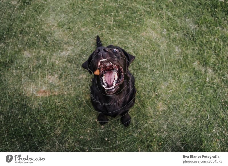 schöner schwarzer Labrador, der auf dem Gras in einem Park sitzt. Essen Lifestyle Freude Gesicht Freizeit & Hobby Sommer Freundschaft Mund Zähne Natur Tier