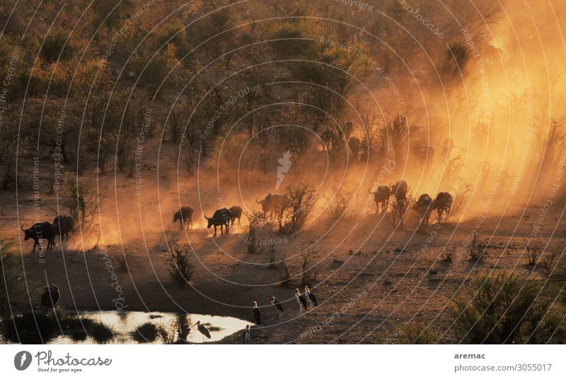 Viehauftrieb Natur Landschaft Wasser Victoria Falls Zimbabwe Afrika Tier Wildtier Büffel Geier orange Stimmung Herde Staubwolke Farbfoto Außenaufnahme Abend