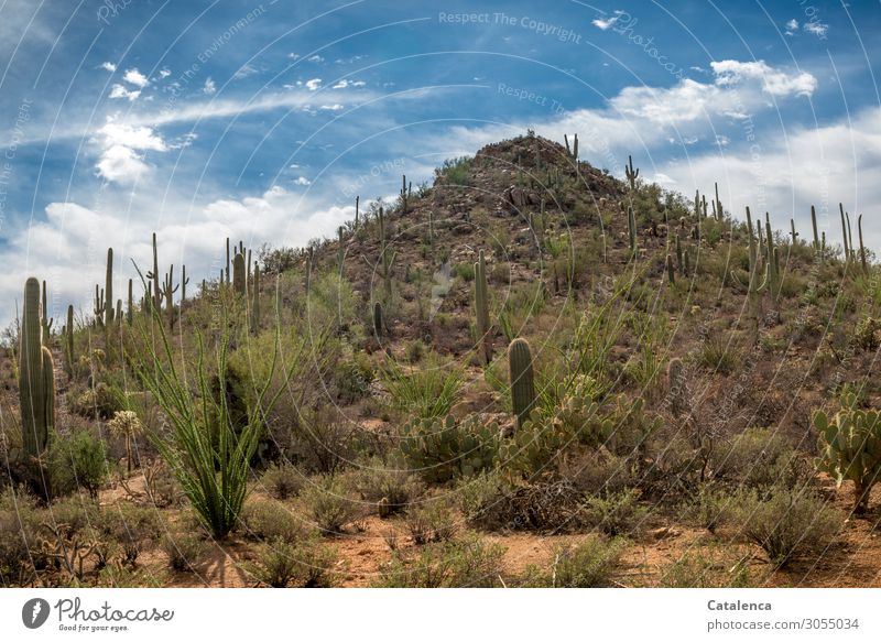 Ein mit Kakteen bewachsener Hügel erhebt sich pyramidenförmig aus der Wüstenlandschaft Natur Landschaft Pflanze Sand Himmel Wolken Schönes Wetter Sträucher