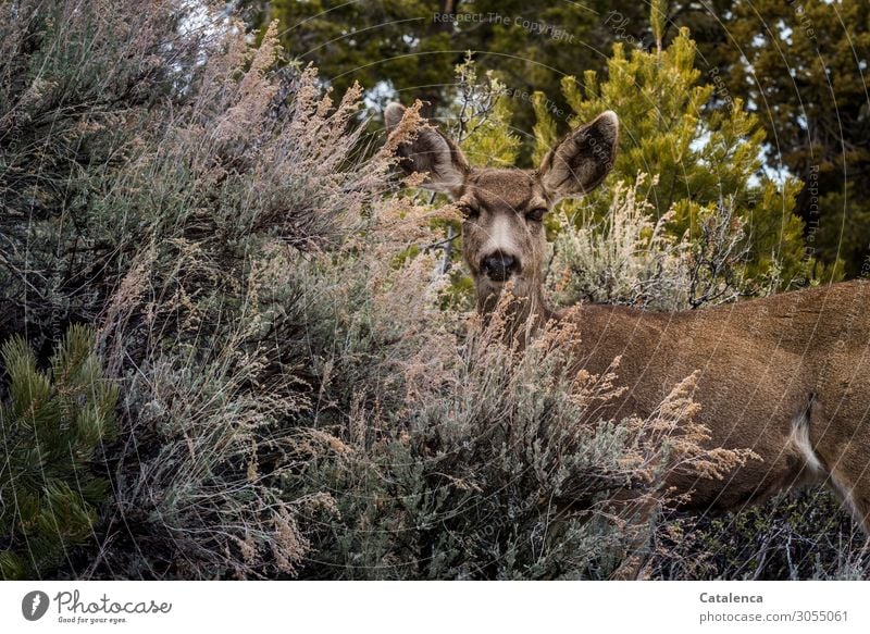 Tarnung Natur Pflanze Tier Sträucher Wildtier Reh Weißwedelhirsch 1 beobachten frei schön wild braun gelb grau grün achtsam Wachsamkeit Neugier Umwelt